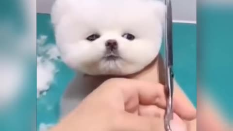 Cute baby dog