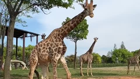 First stop of the day is giraffes