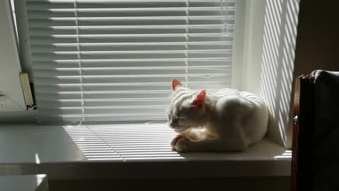 beautiful white cat