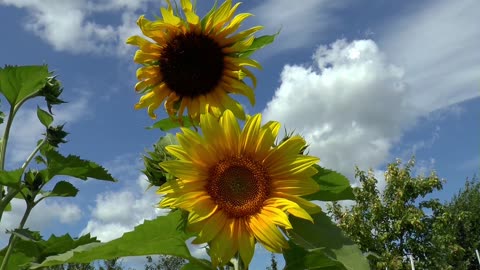 Wonderful sunflowers