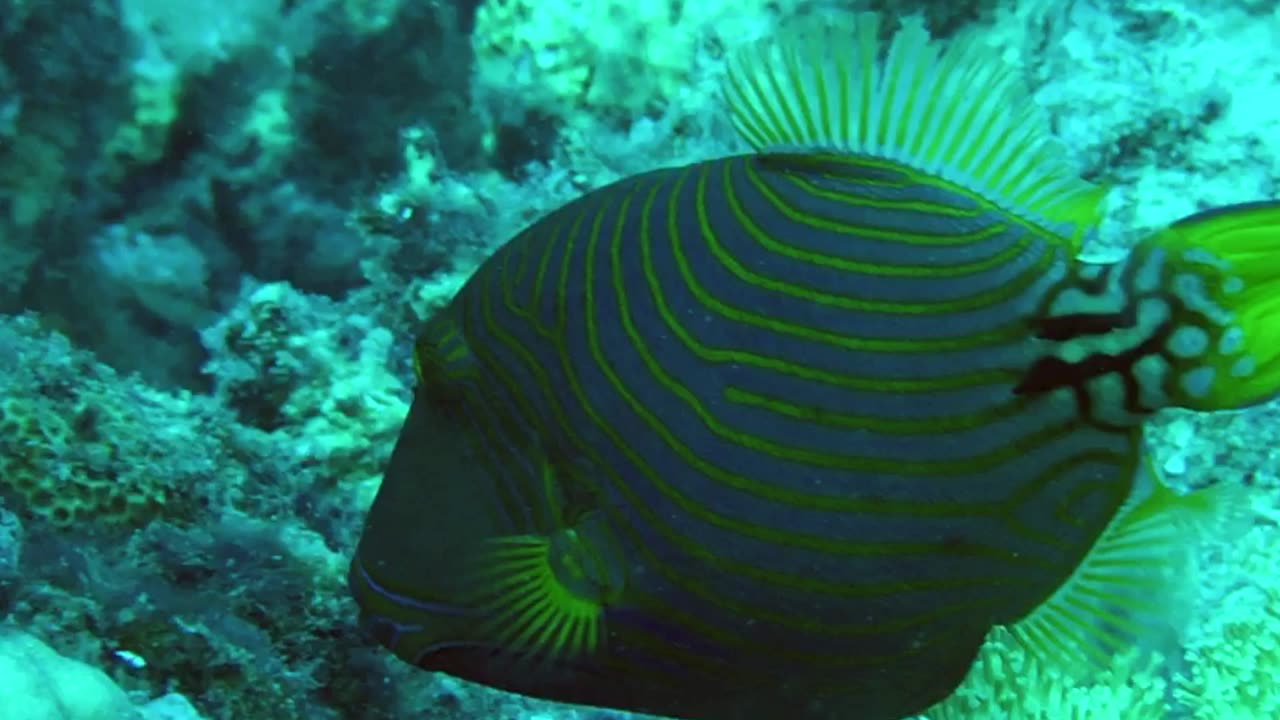 NO SOUND - Oranged-Lined Triggerfish