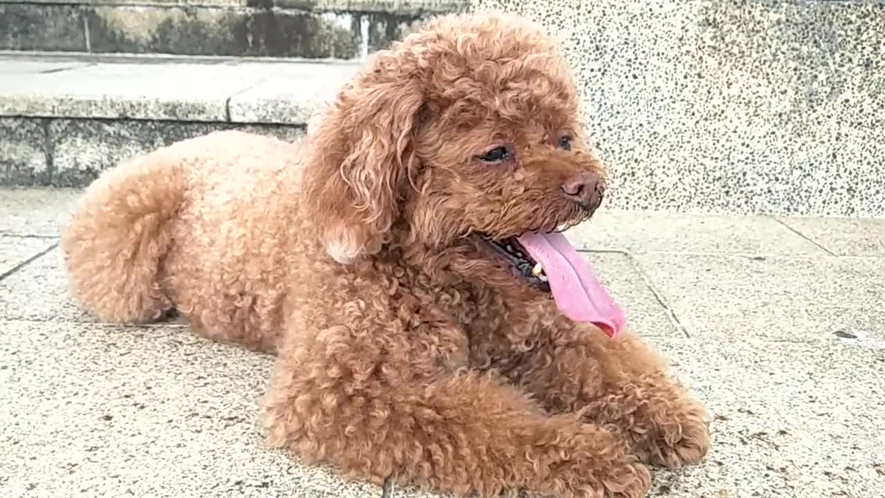 a little dog with long tongue hanging out