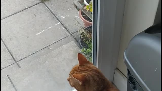 Ginger cat answers to questions