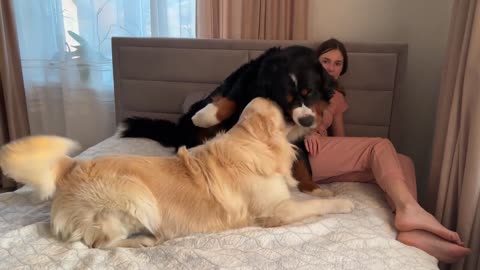 Golden Retriever and Bernese Mountain Dog Fight for Mom's Attention