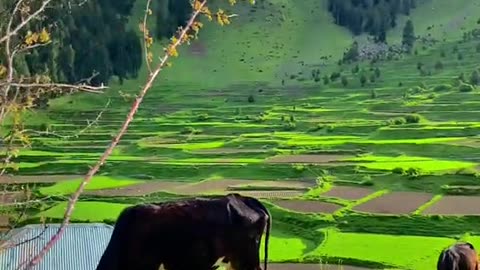 North Pakistan ❤️