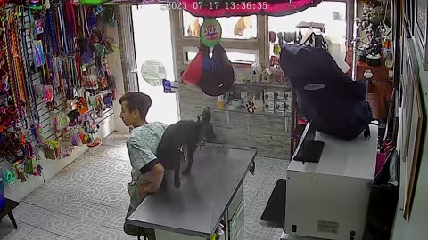 Dog Lifts Leg on Veterinarian