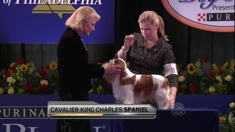 Nat'l Dog Show-Cavalier King Charles Spaniel 11.26.09