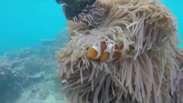Fast Diving in Tioman Island - Malaysia
