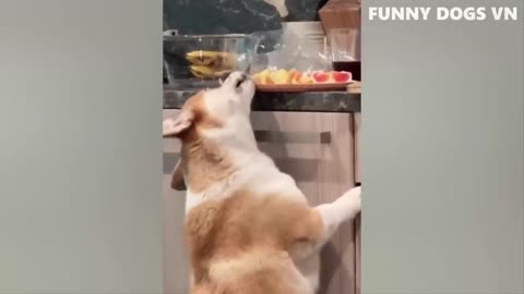 Dogs funny videos 🤣🤣