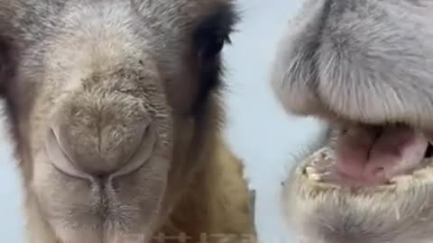 The way that Camels eat Cactus