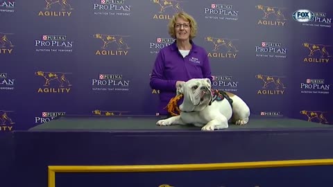 watch Rudy The Bulldog crash - WKC Master Agility course - FOX Sports