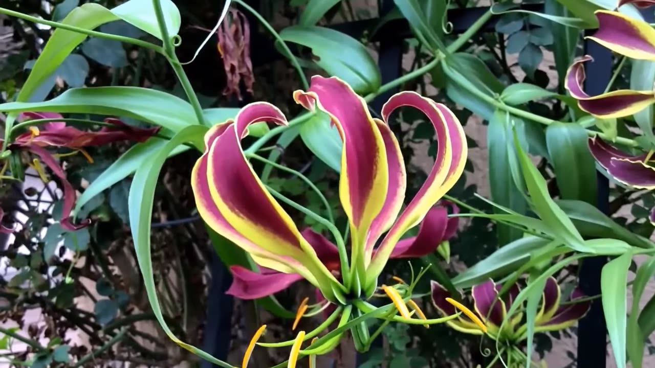 Gloriosa Carsonii Glory Vine, Climbing Flame Lily, Bulb Type Flowering Garden Plants