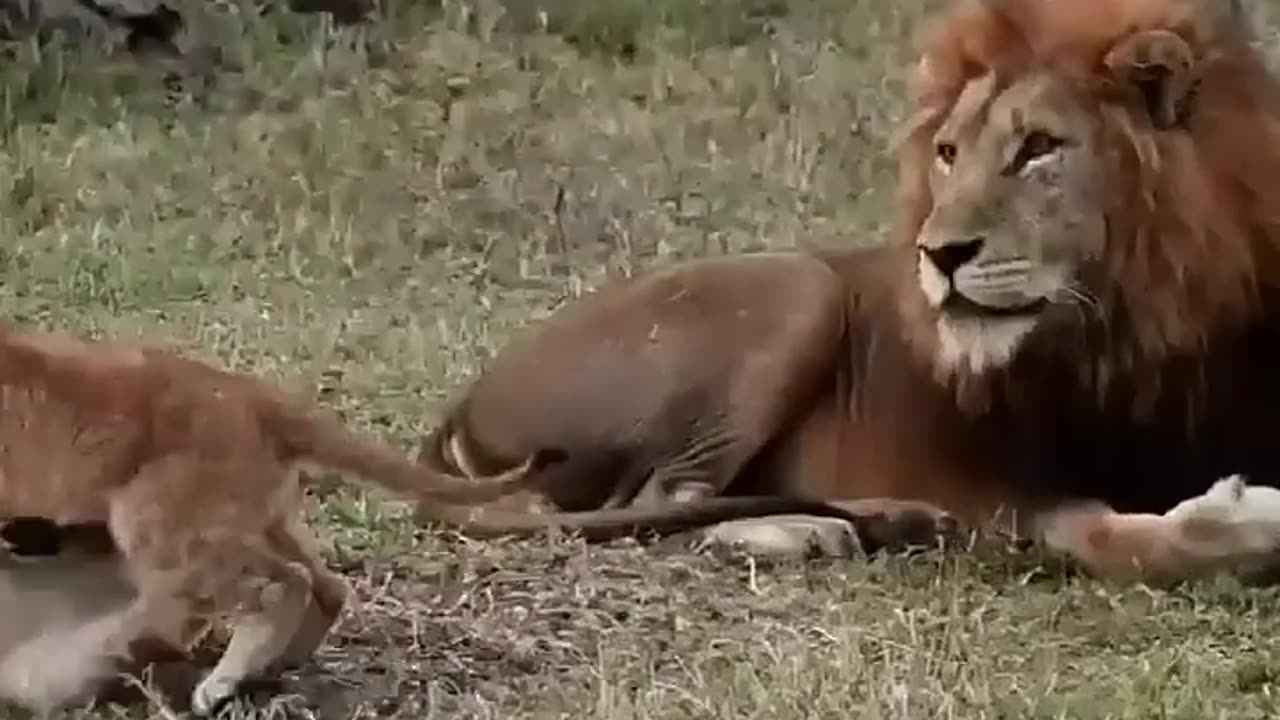 Lionsesses Love their Children More than Lions