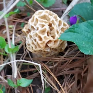 Morel Mushroom Hunting