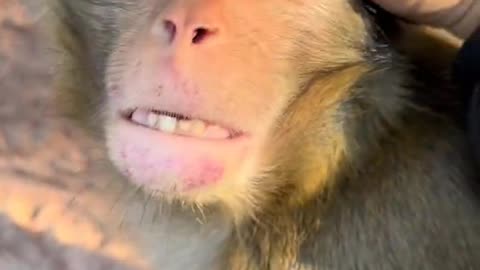 Monkey 🐒 funny video #trending #viral #short