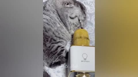 Funniest Cats and Dogs Funny Animals 2023