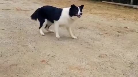 "Witness the Heartwarming Bond Between Kids and Dogs!"