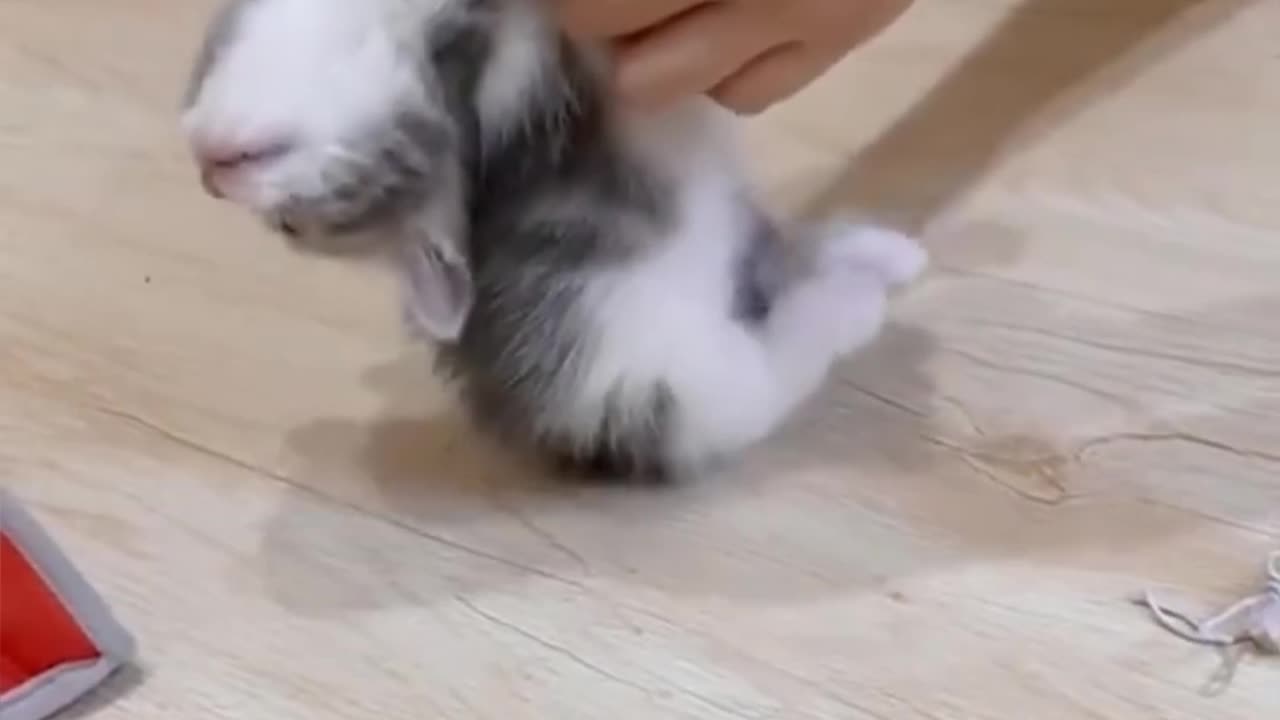 Cat wanna Play 😂