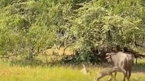 jaguar attack baby buffalo #shorts