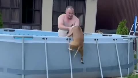 amphibian dog