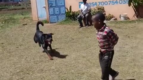 Dogs training