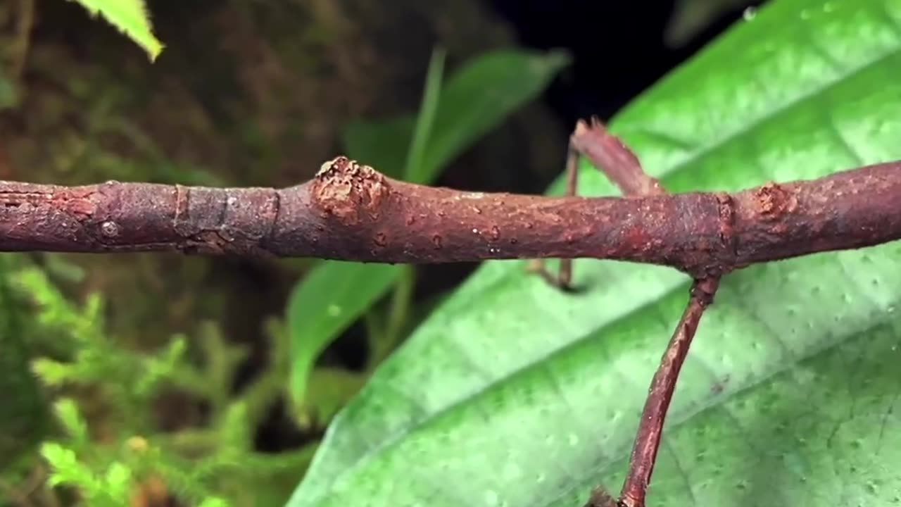 Stick like insect