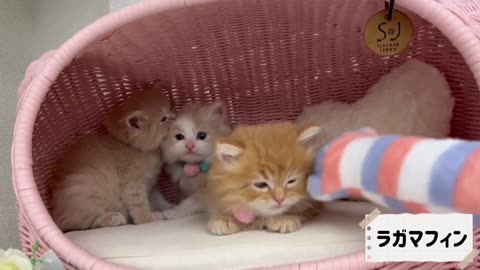 CUTE CATS VIDEO.