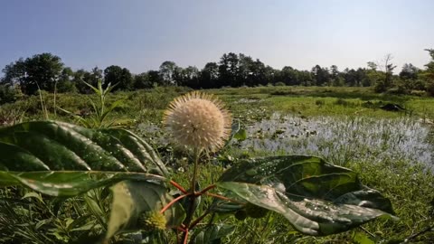 Sugar Shack Buttonbush