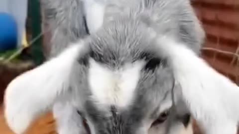 Cutest baby goat baby animals short video