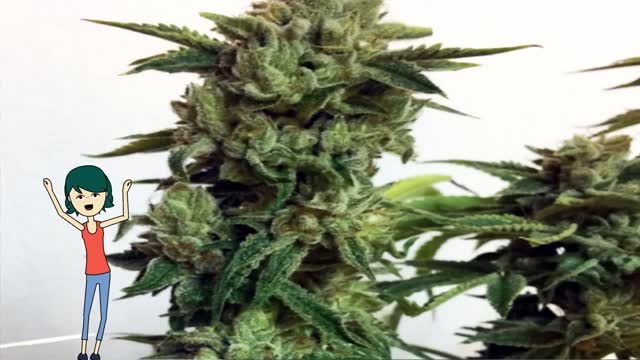 Candy Glue - Lineage Genetics