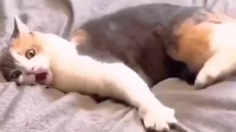 Cats acting dead shot funny