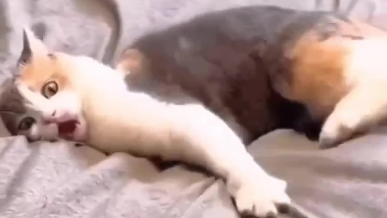 Cats acting dead shot funny