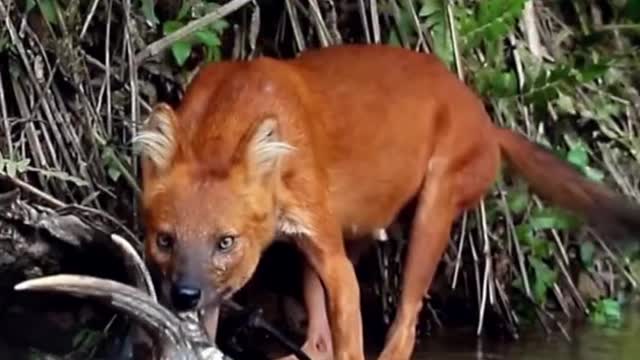 Dhole 🦊 One Of The Wild Dogs You Didn't Know Existed #shorts