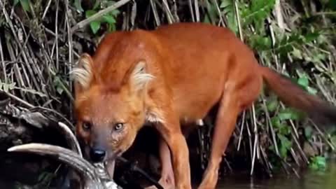 Dhole 🦊 One Of The Wild Dogs You Didn't Know Existed #shorts