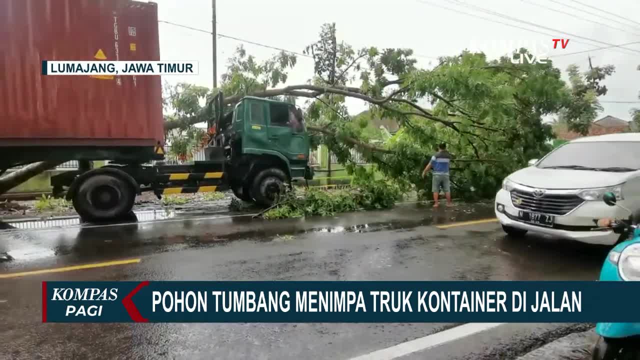 Sebuah Pohon Tumbang di Lumajang Menimpa Truk Kontainer Usai Diguyur Hujan dan Angin Kencang