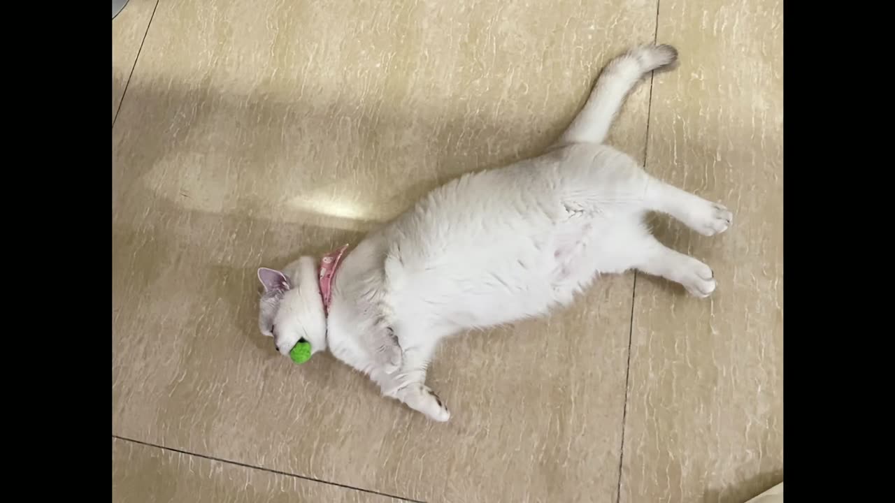 The cute cat sleeping with the ball is so cute!