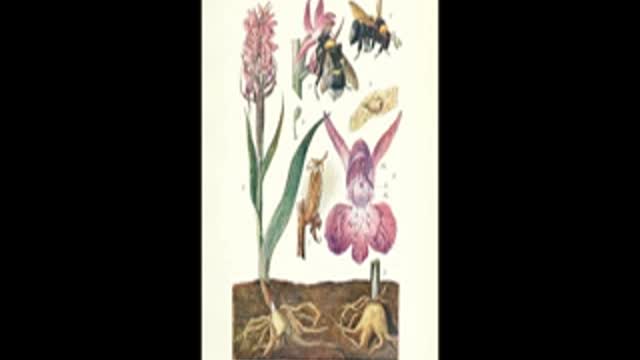 Bitchute Exclusive Video 99 Bumblebee Domestication