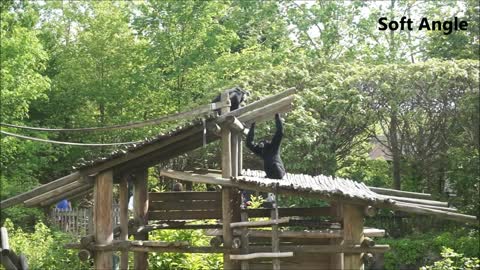 Monkey acrobatics | Monkey posing for photographs