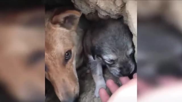 Laika Dog Adopted This Cute Puppy