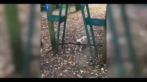 Funny cat