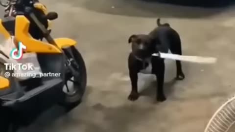 Funny animal🐵🐔🐶🐷 😂😂
