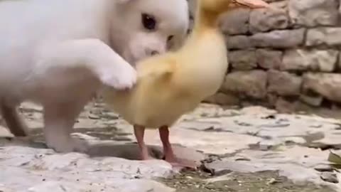 Dog & Duck