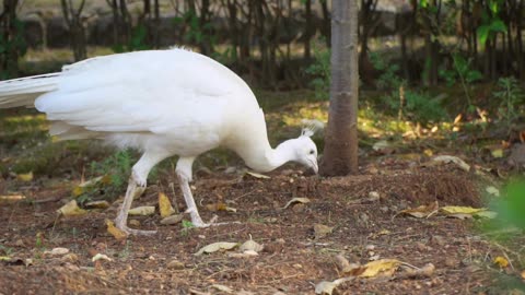 White peacock