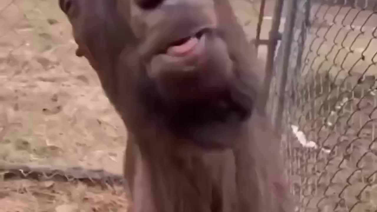 Funny goat