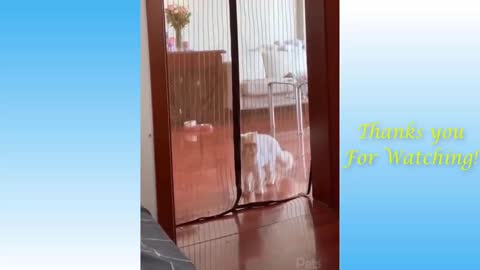 top-funny-cat-videos-of-the-weekly-try-not-to-laugh-