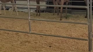 Camels in view