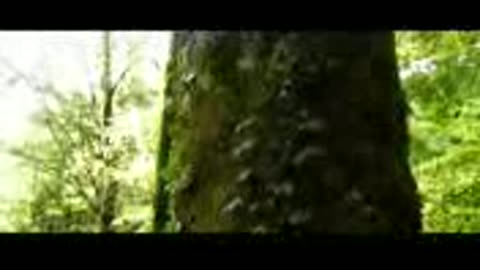 Nature Bird || Bambo Flute|| Morning relaxing Music