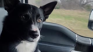 Dog Wants to Hold Hands During Drive