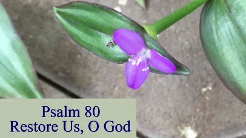 Psalm 80 - ESV Audio