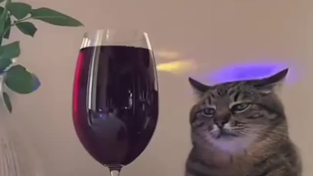 The beautiful cute cat is broken heart sad cats funny videos